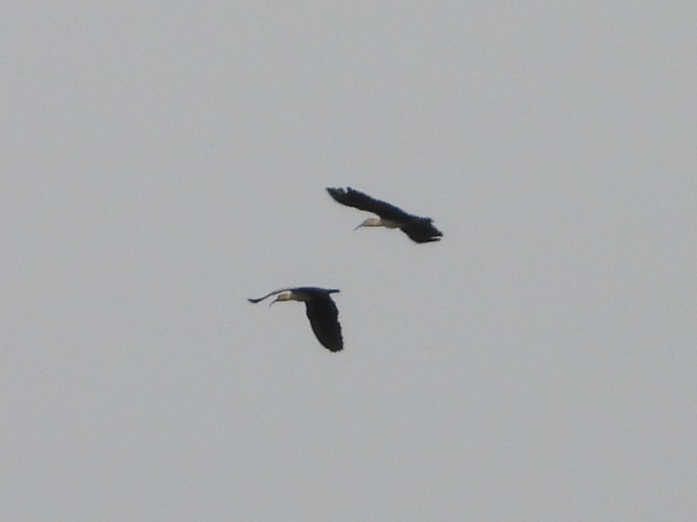 ibis šedokřídlý - ML619090752