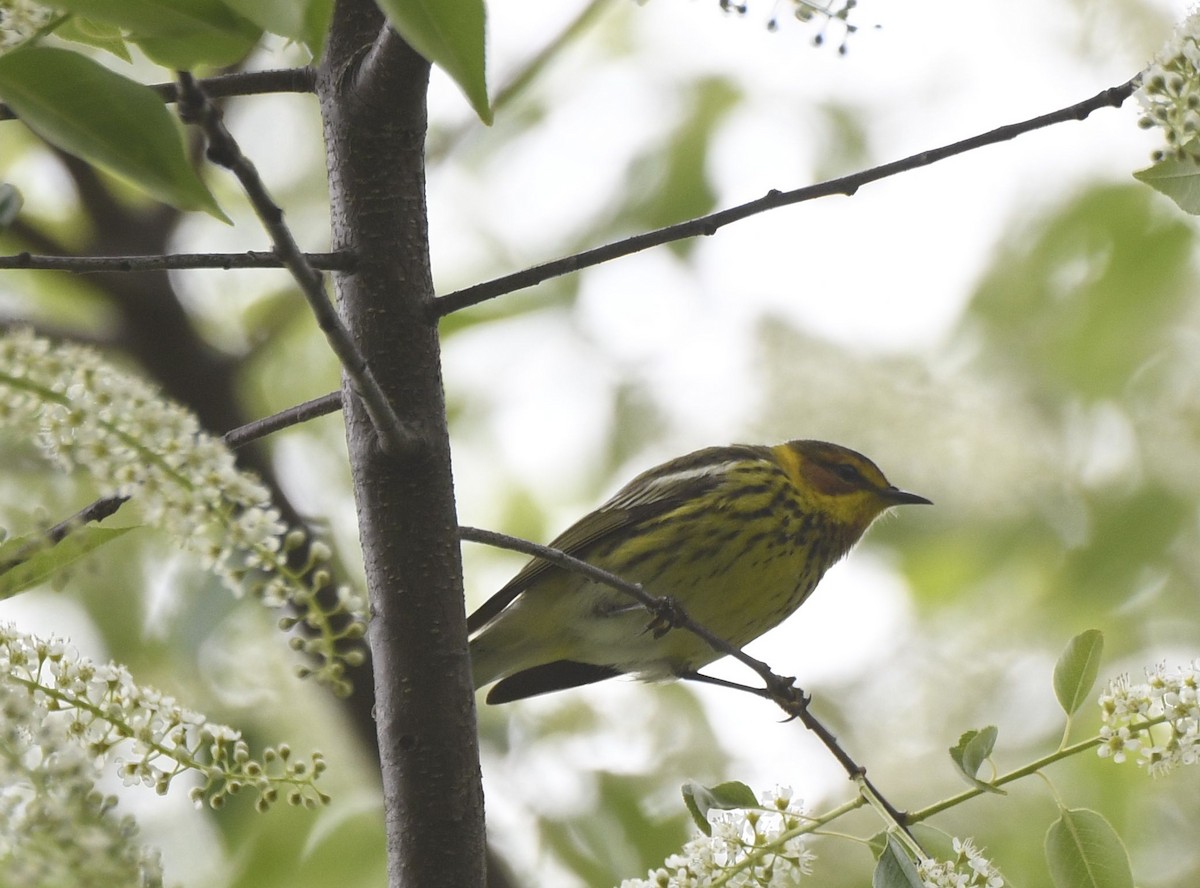 Cape May Warbler - ML619090774