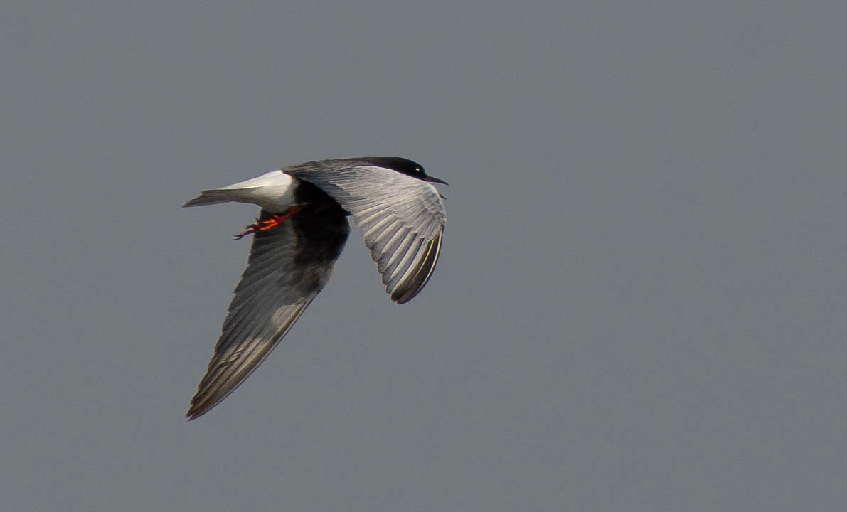 White-winged Tern - ML619090781