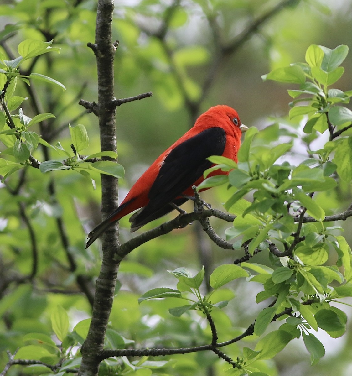Scarlet Tanager - ML619090827