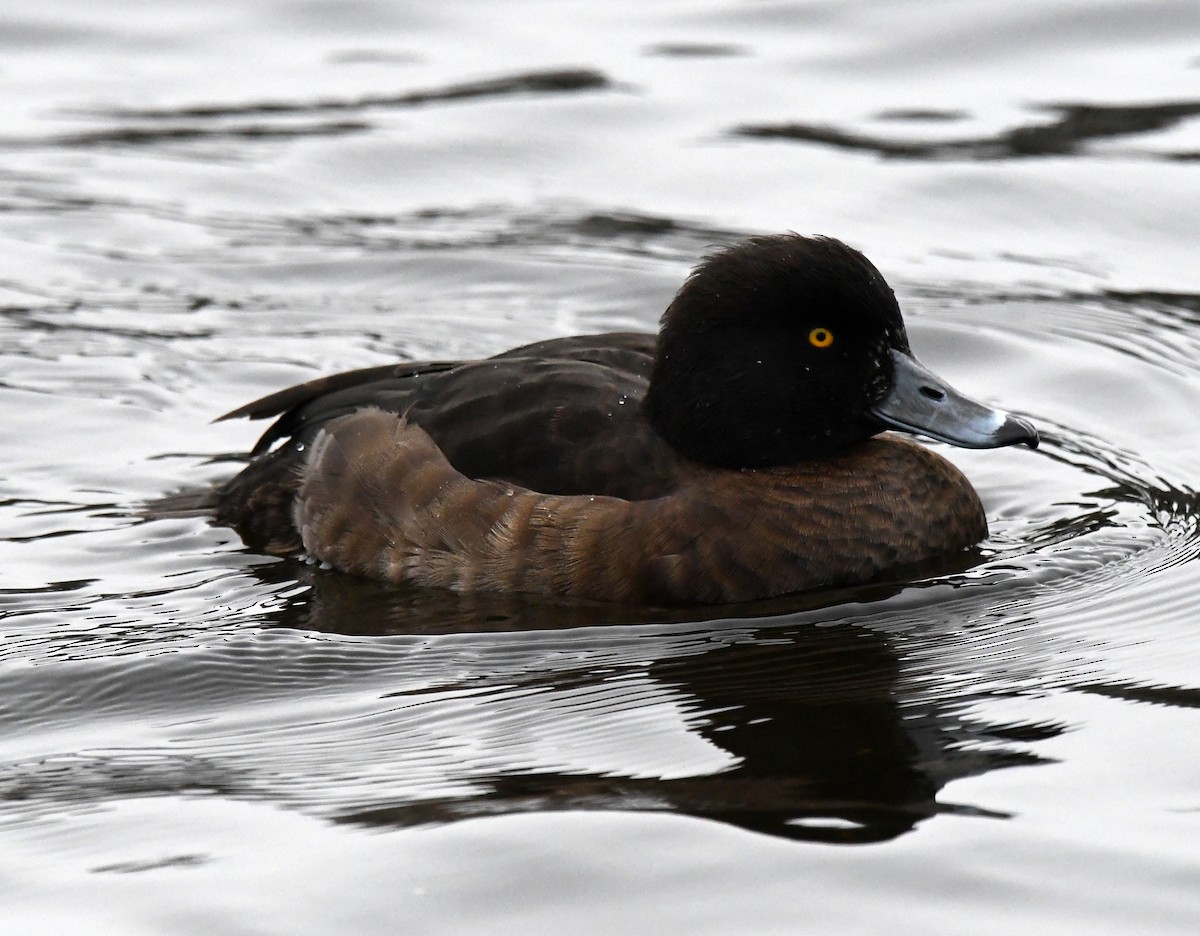 Tufted Duck - ML619090828