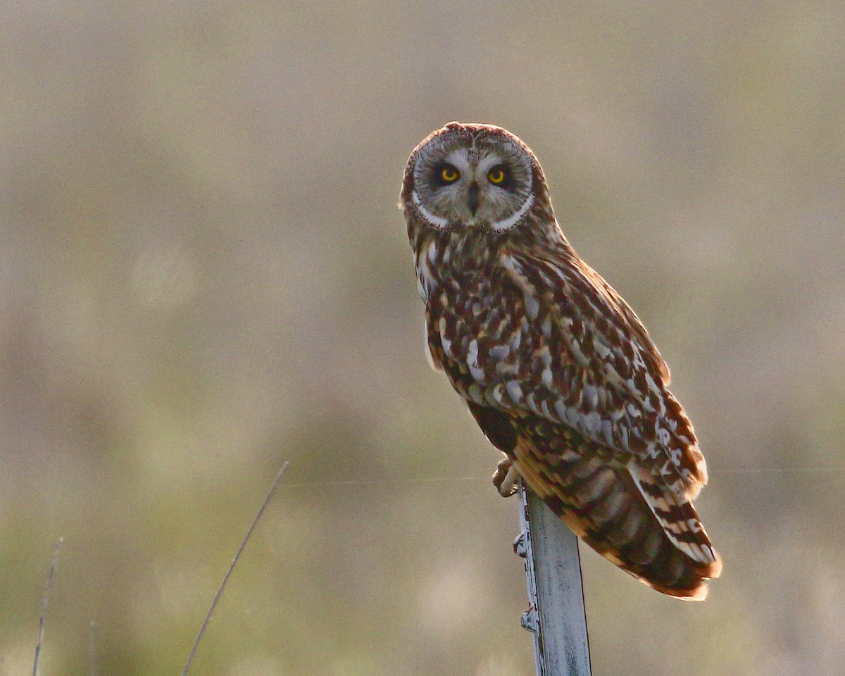 Short-eared Owl - ML619090881
