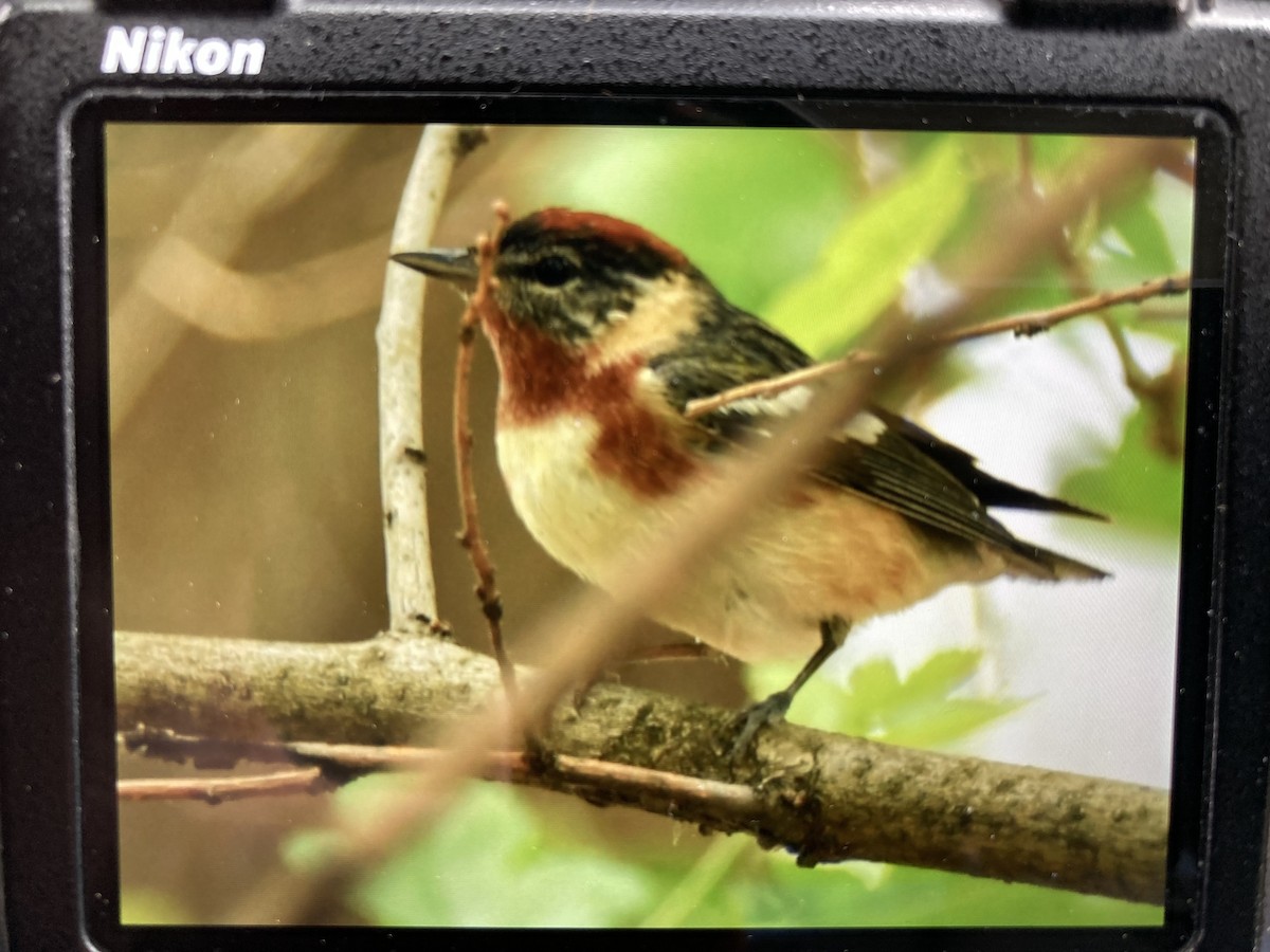 Bay-breasted Warbler - ML619090918