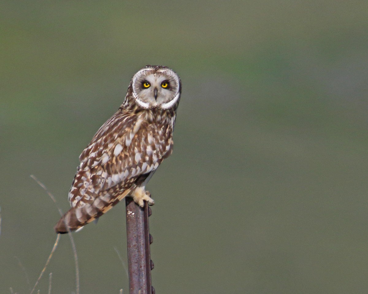 Short-eared Owl - ML619090948