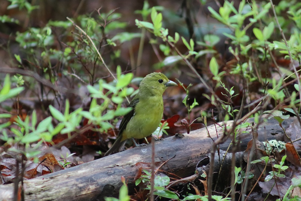 Scarlet Tanager - ML619090970