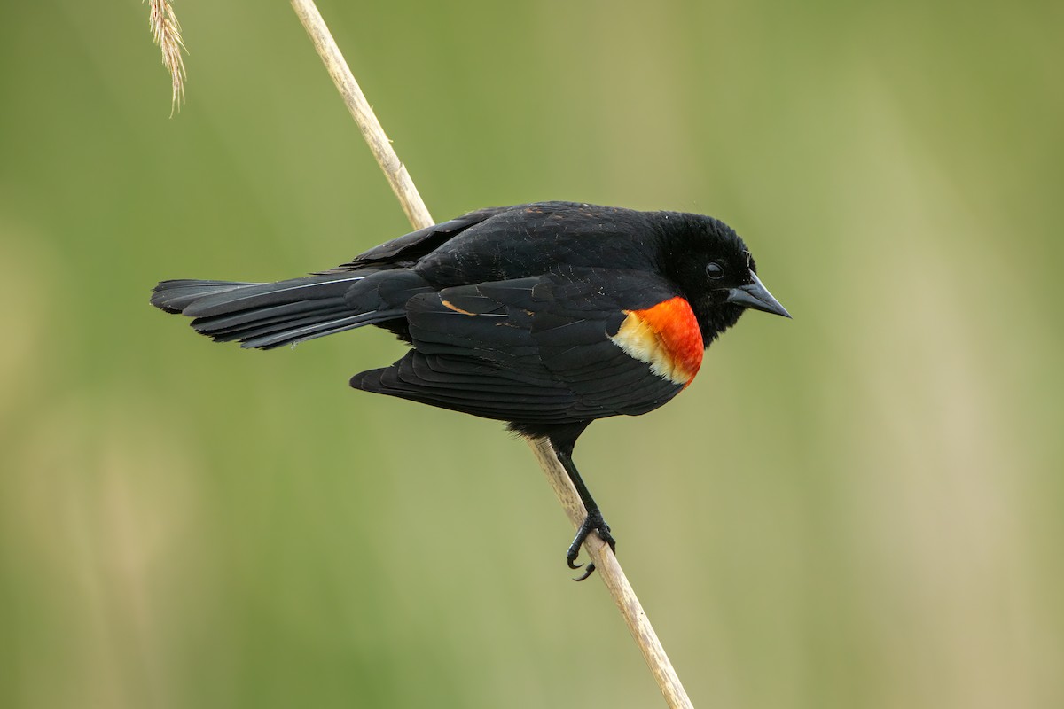 Red-winged Blackbird - ML619090997