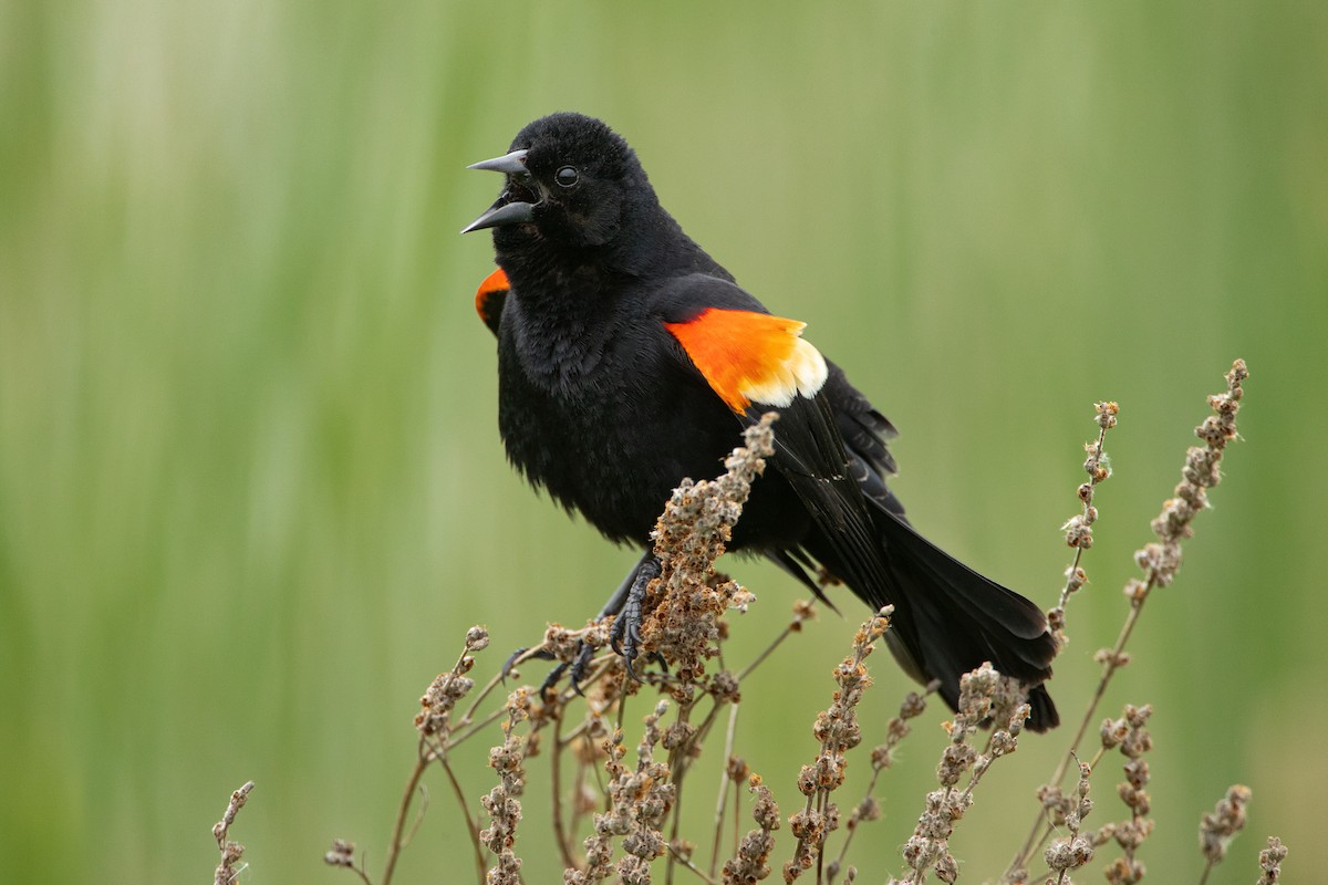 Red-winged Blackbird - ML619090999