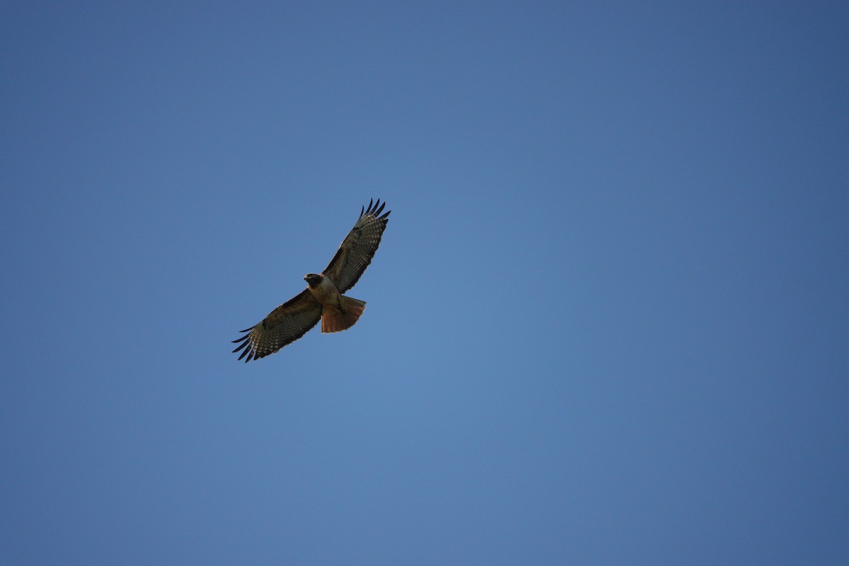 Red-tailed Hawk - ML619091032