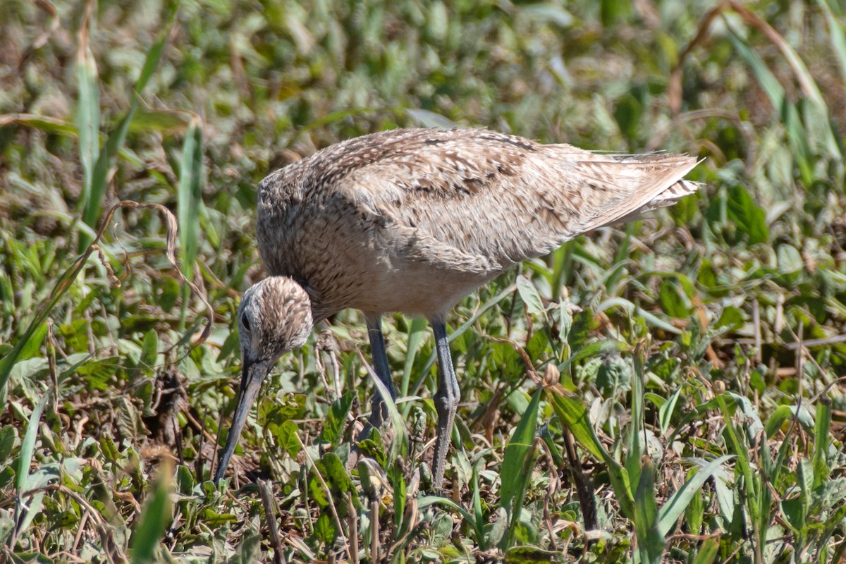 Long-billed Curlew - ML619091072