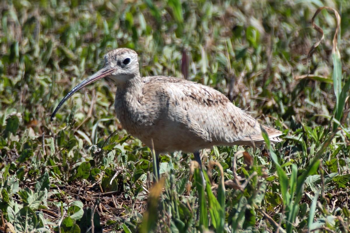 Long-billed Curlew - ML619091074