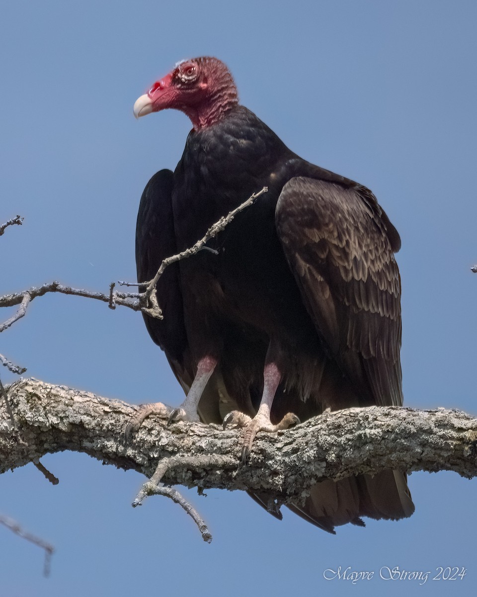 Turkey Vulture - ML619091083