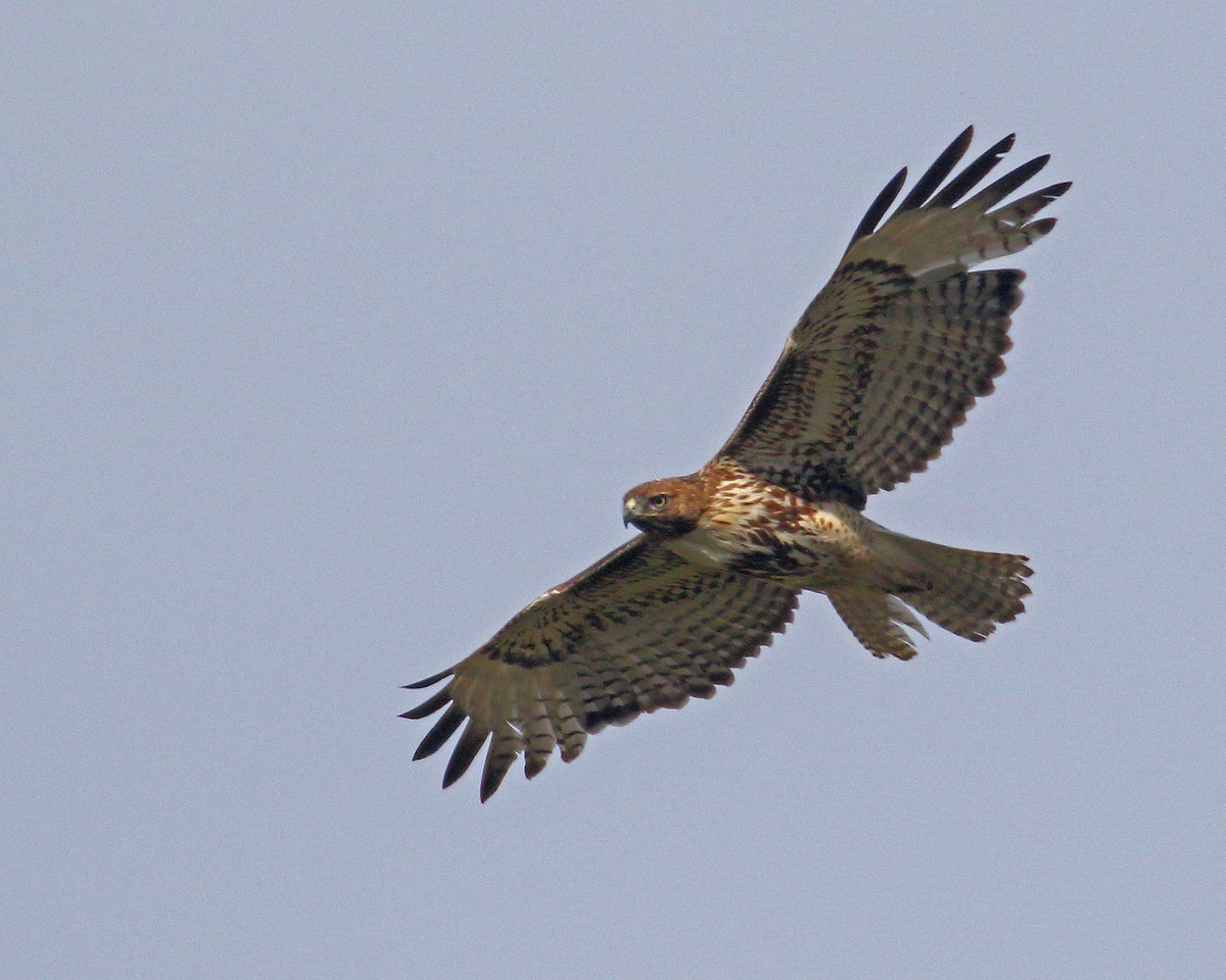 Red-tailed Hawk - ML619091087