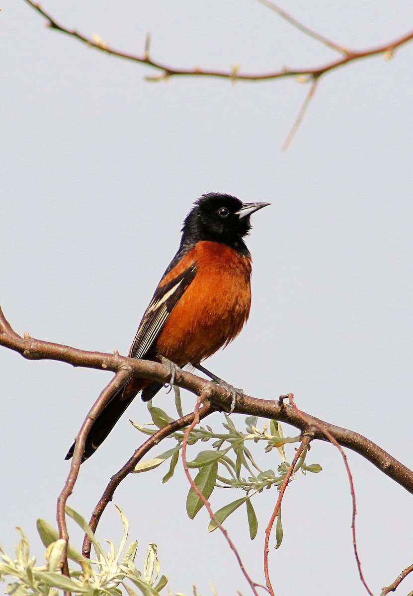 Orchard Oriole - ML619091148