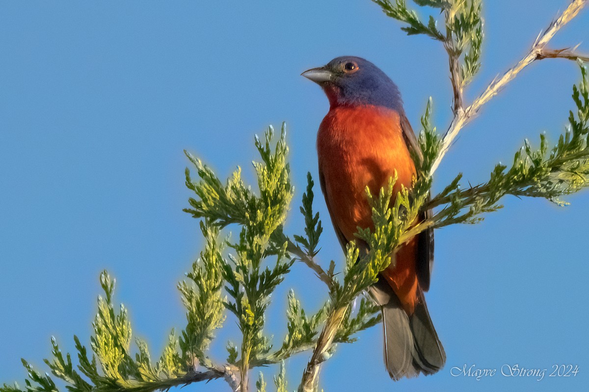 Painted Bunting - ML619091180