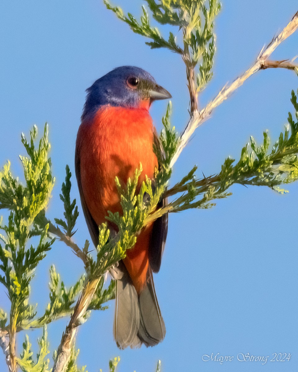 Painted Bunting - ML619091181