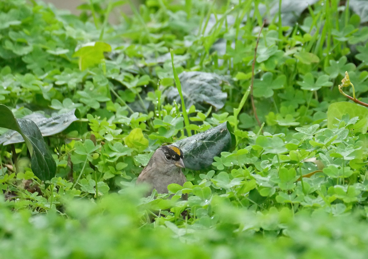 Golden-crowned Sparrow - ML619091204