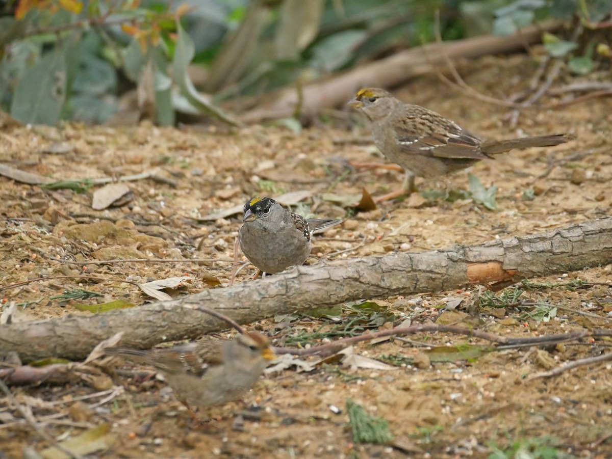 Golden-crowned Sparrow - ML619091206