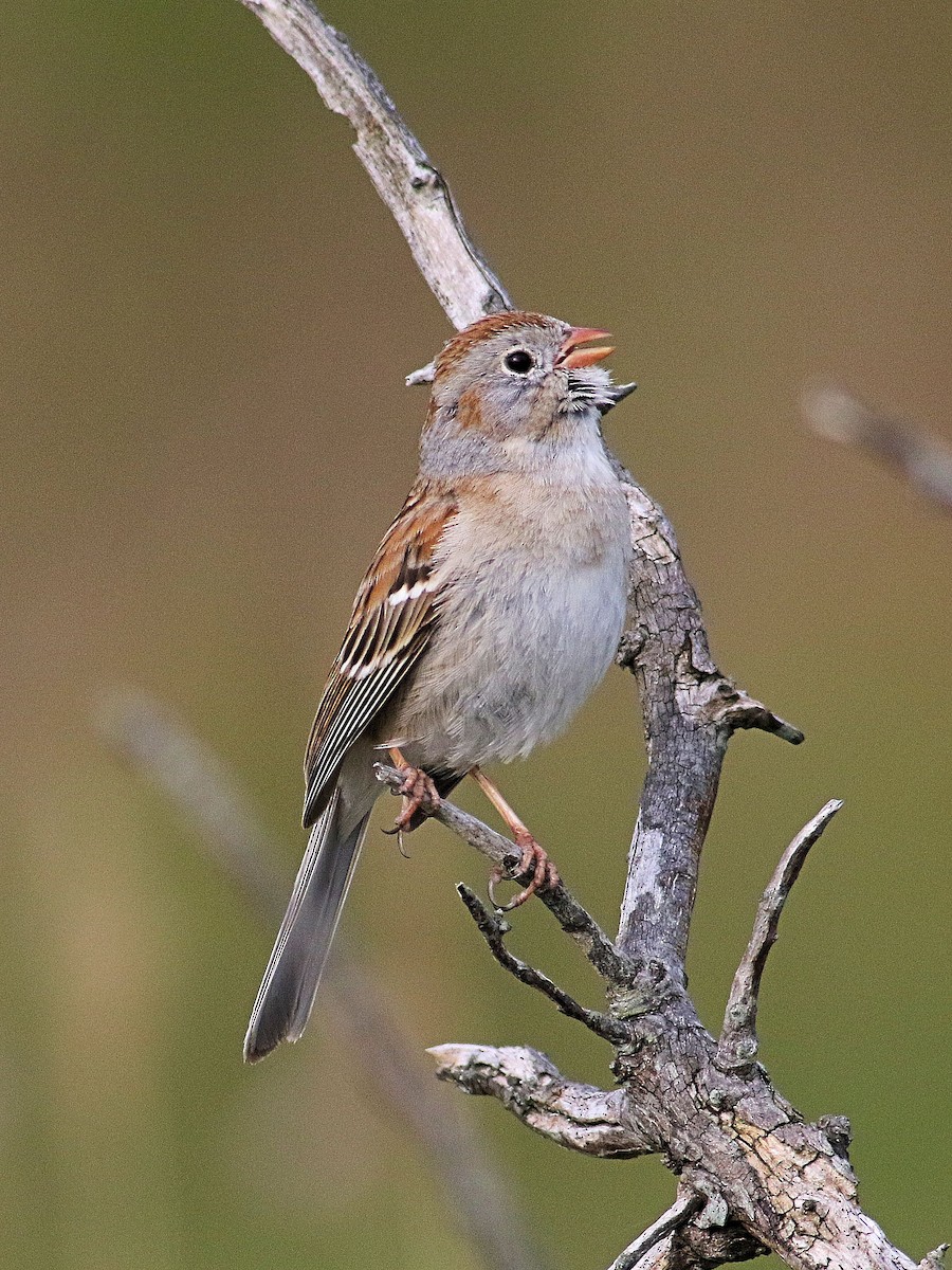 Field Sparrow - ML619091233