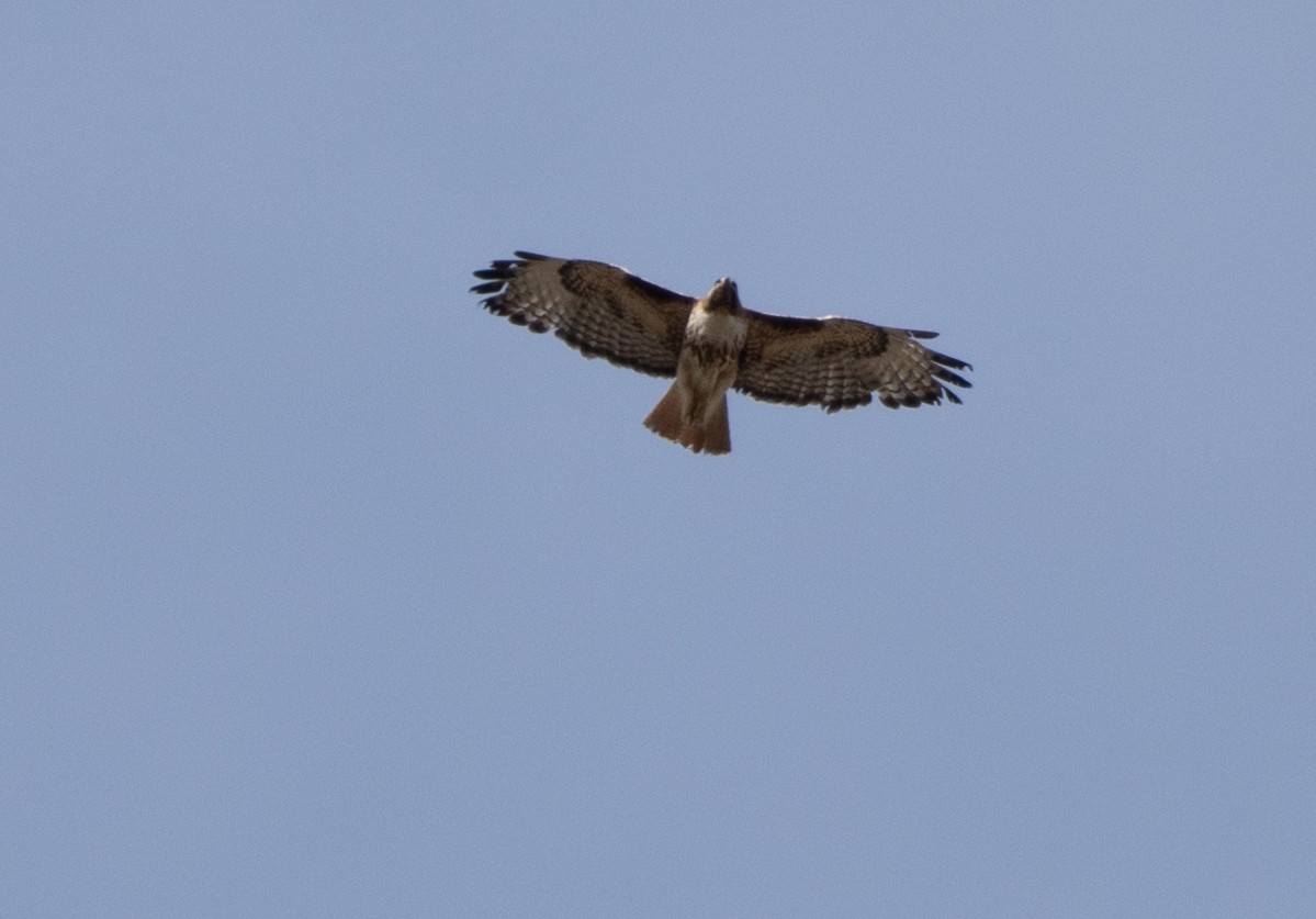 Red-tailed Hawk - Marilyn Sherling
