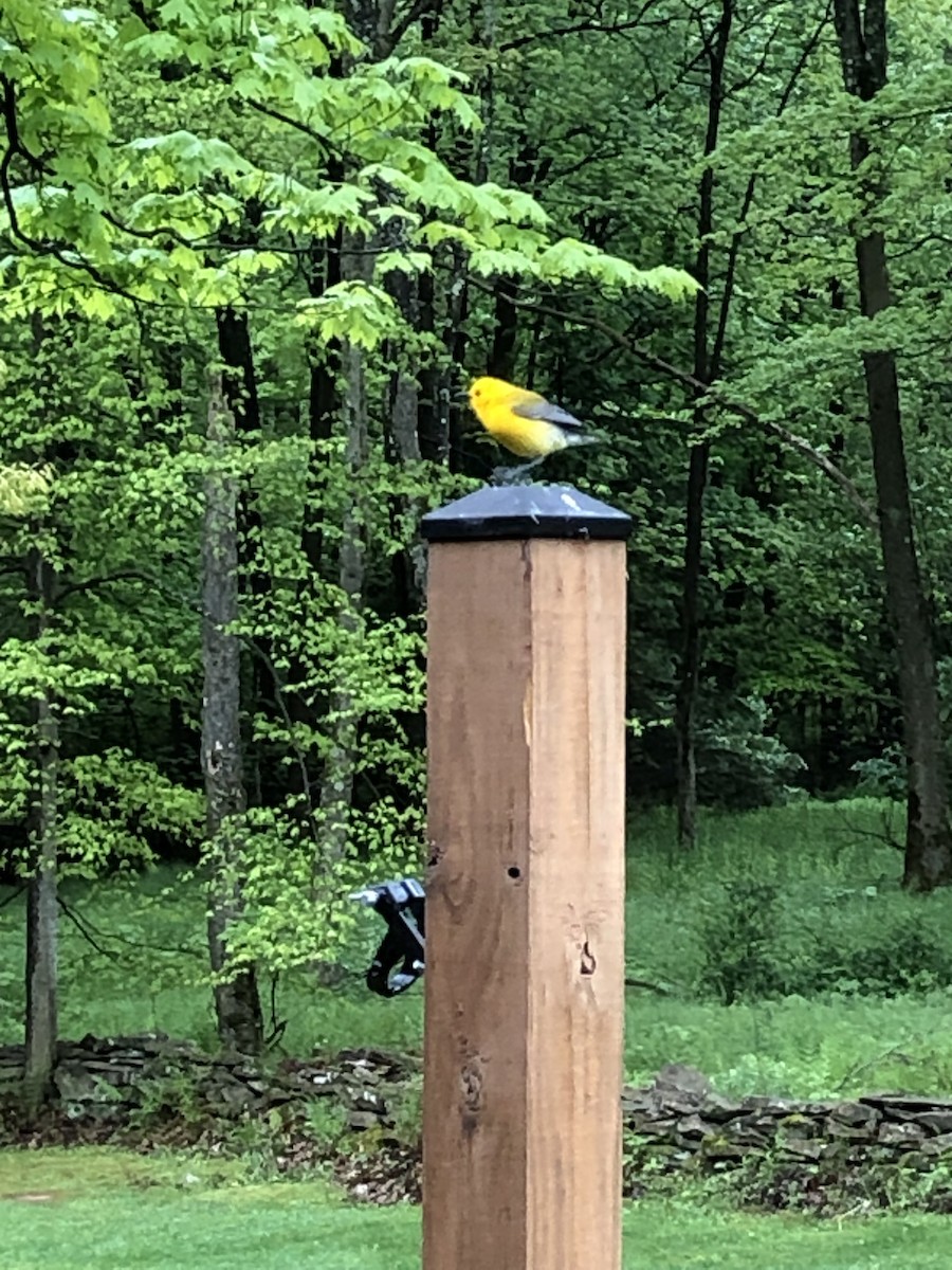 Prothonotary Warbler - ML619091269