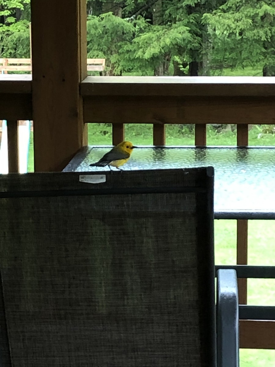 Prothonotary Warbler - ML619091270