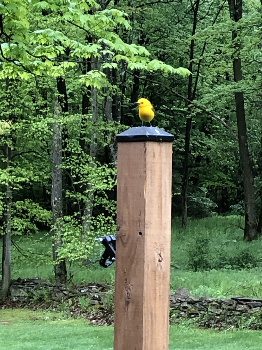 Prothonotary Warbler - ML619091272