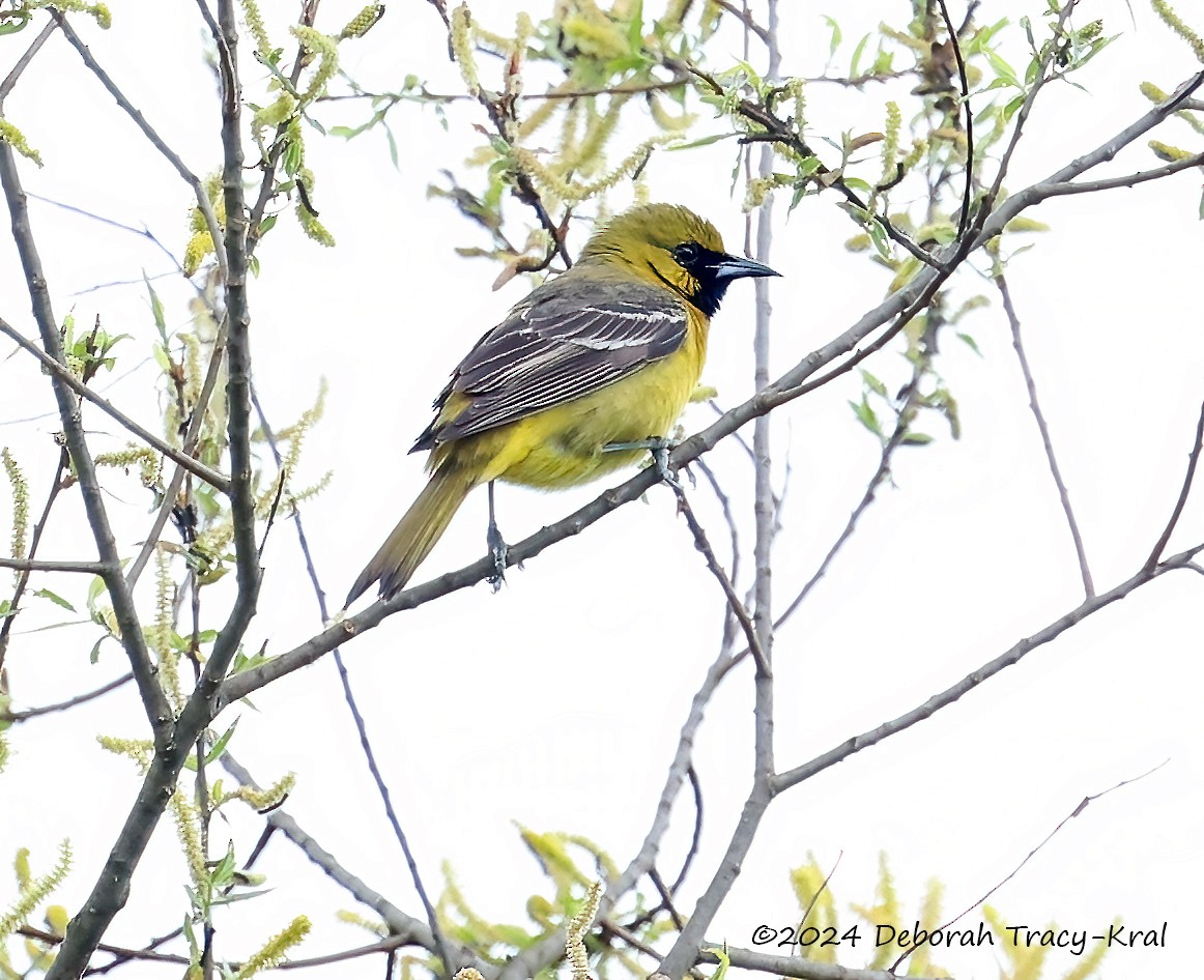 Orchard Oriole - ML619091304