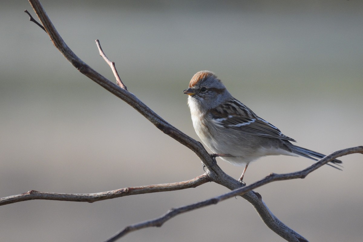 American Tree Sparrow - ML619091307