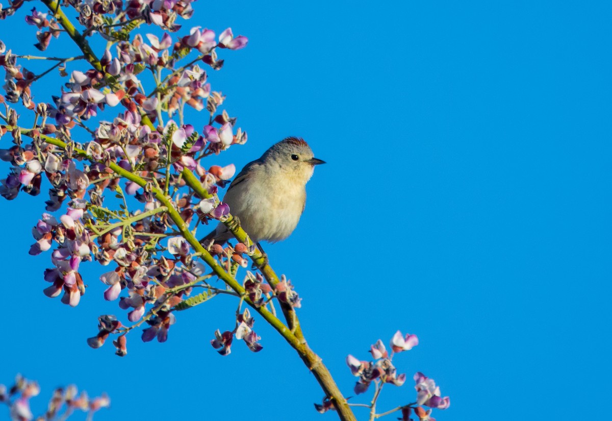 Lucy's Warbler - ML619091340