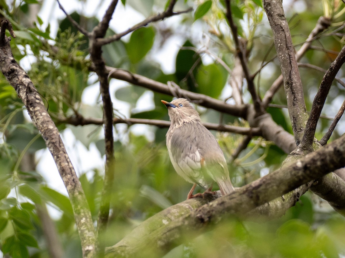 Chestnut-tailed Starling - Rachael Kaiser