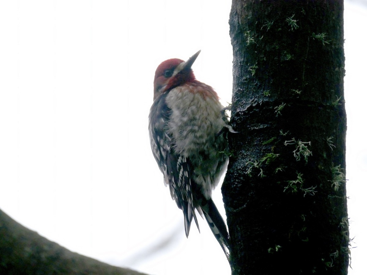 Red-breasted Sapsucker - ML619091363