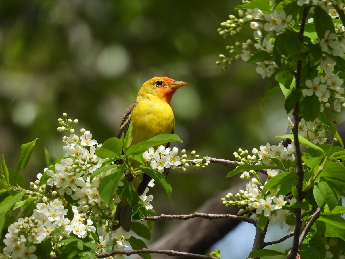 Western Tanager - ML619091379