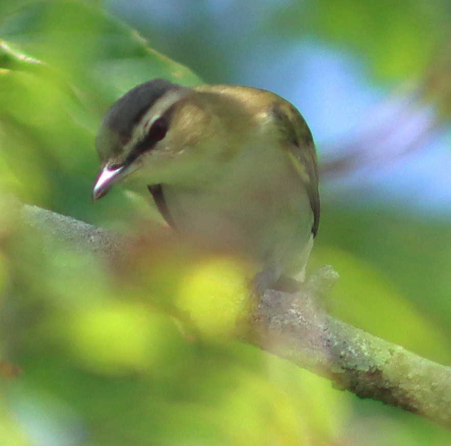 Red-eyed Vireo - Phillip Wallace