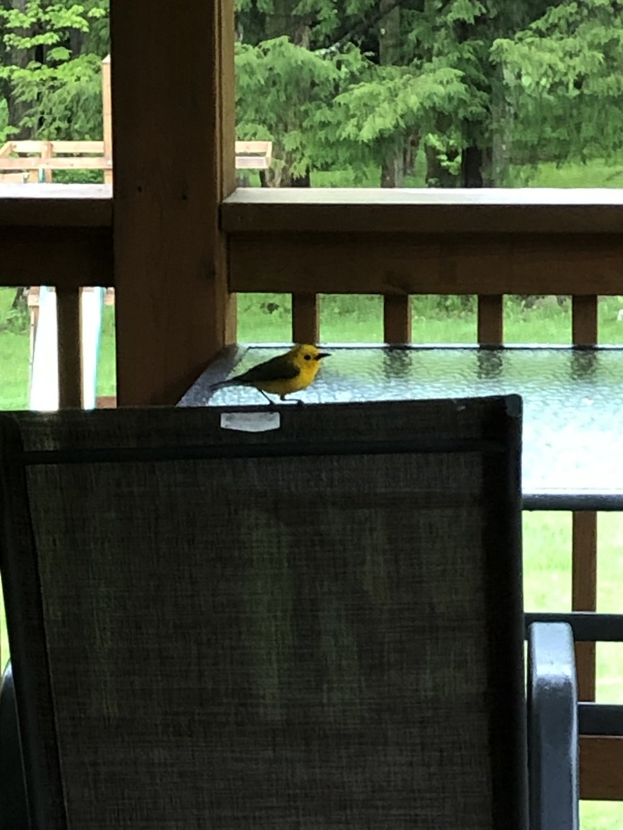 Prothonotary Warbler - ML619091464