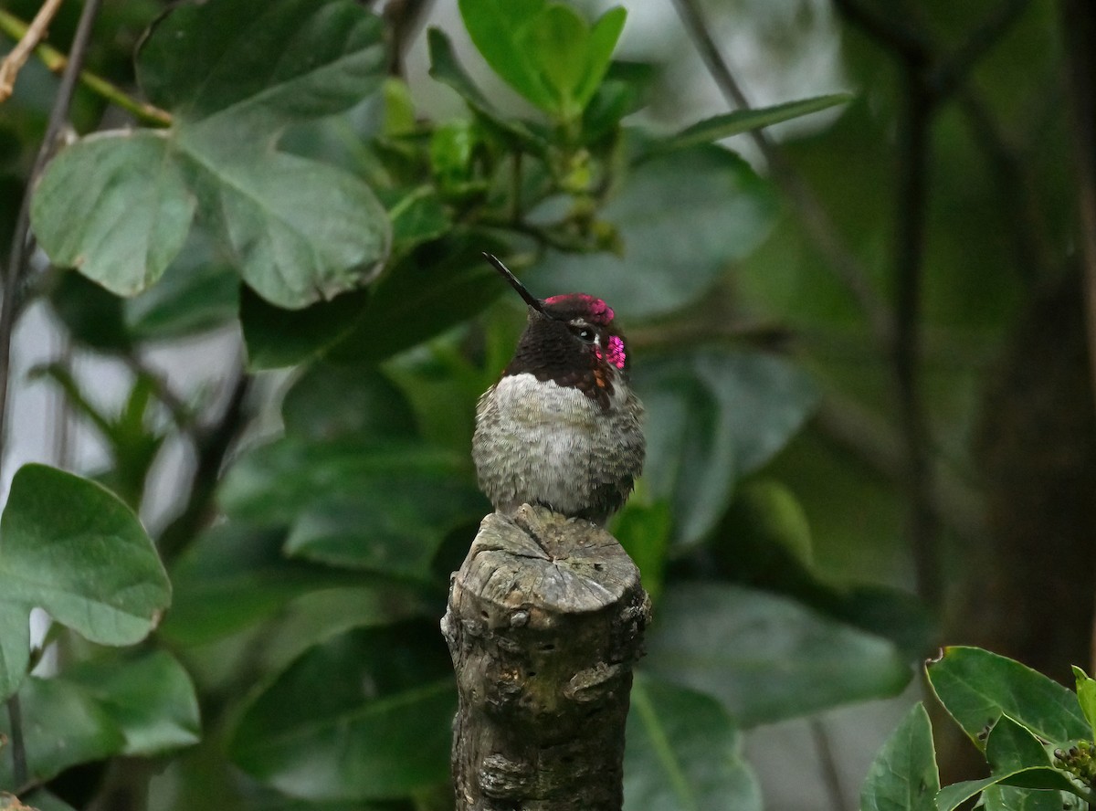 Anna's Hummingbird - ML619091468
