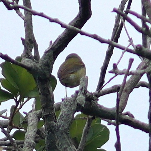 Tennessee Warbler - Phillip Wallace