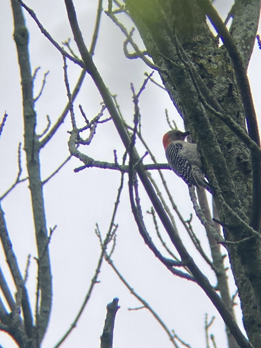 Red-bellied Woodpecker - Zack Lash