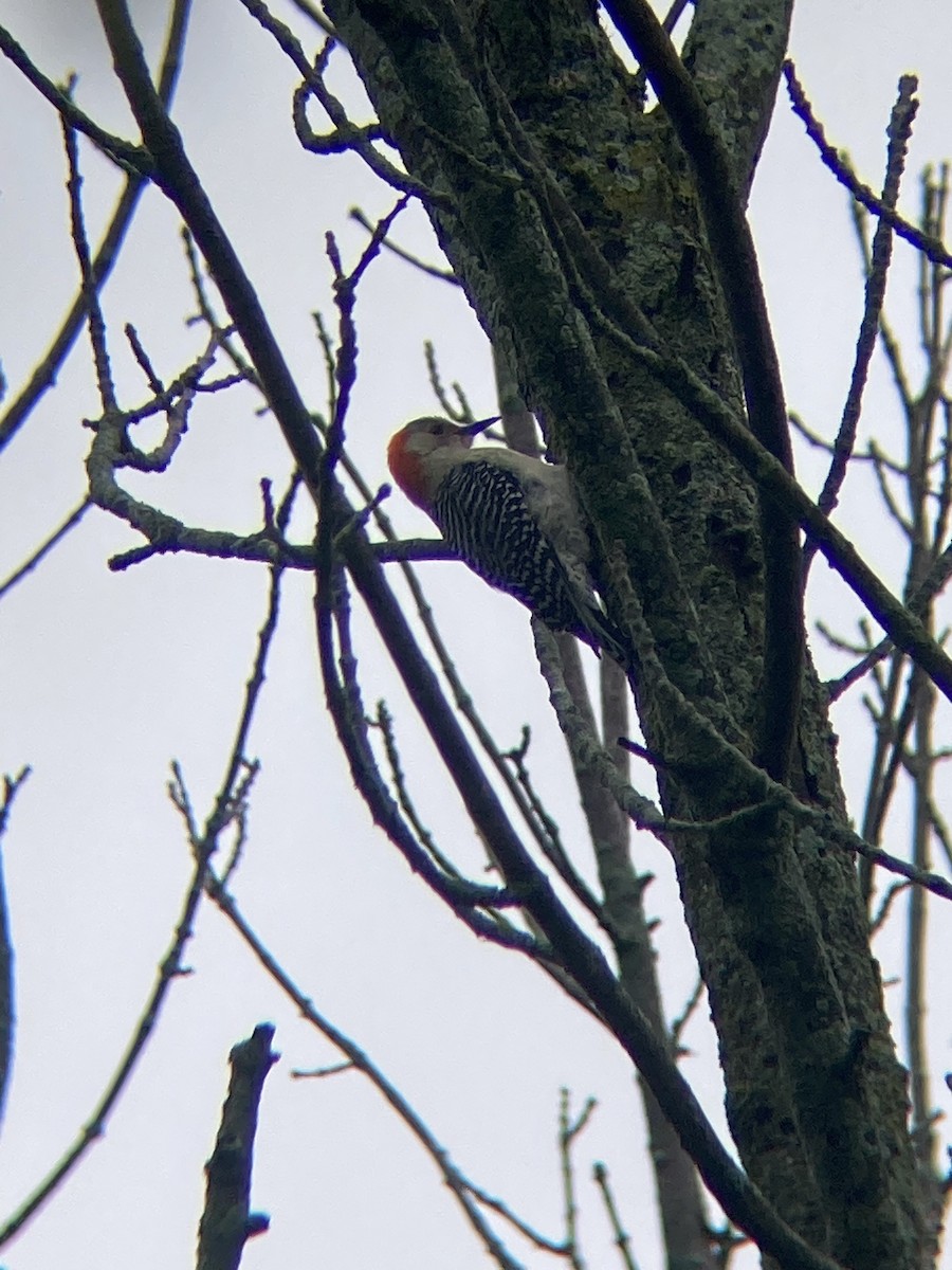 Red-bellied Woodpecker - ML619091547