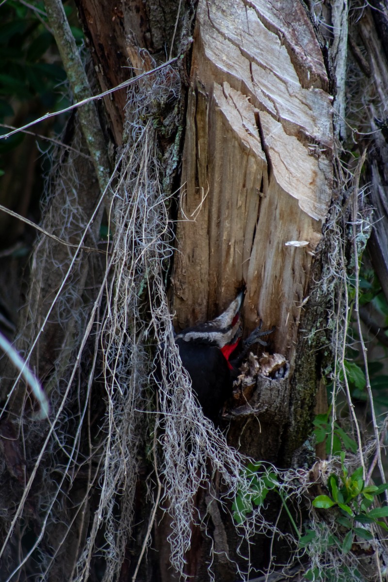 Pileated Woodpecker - ML619091578