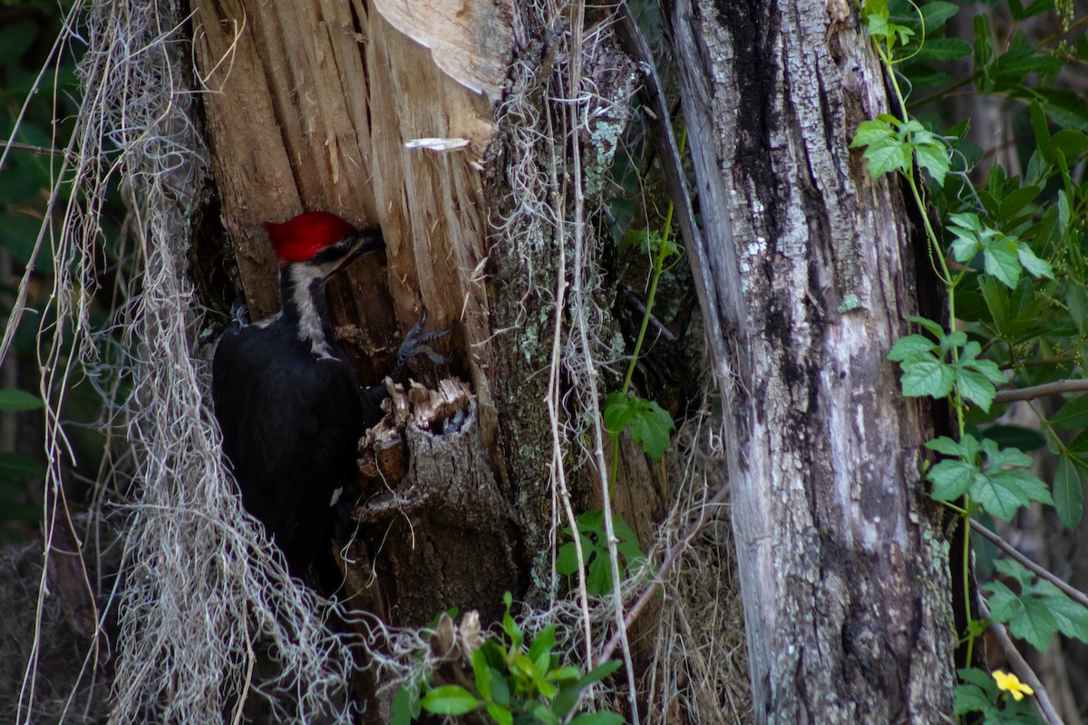 Pileated Woodpecker - ML619091579