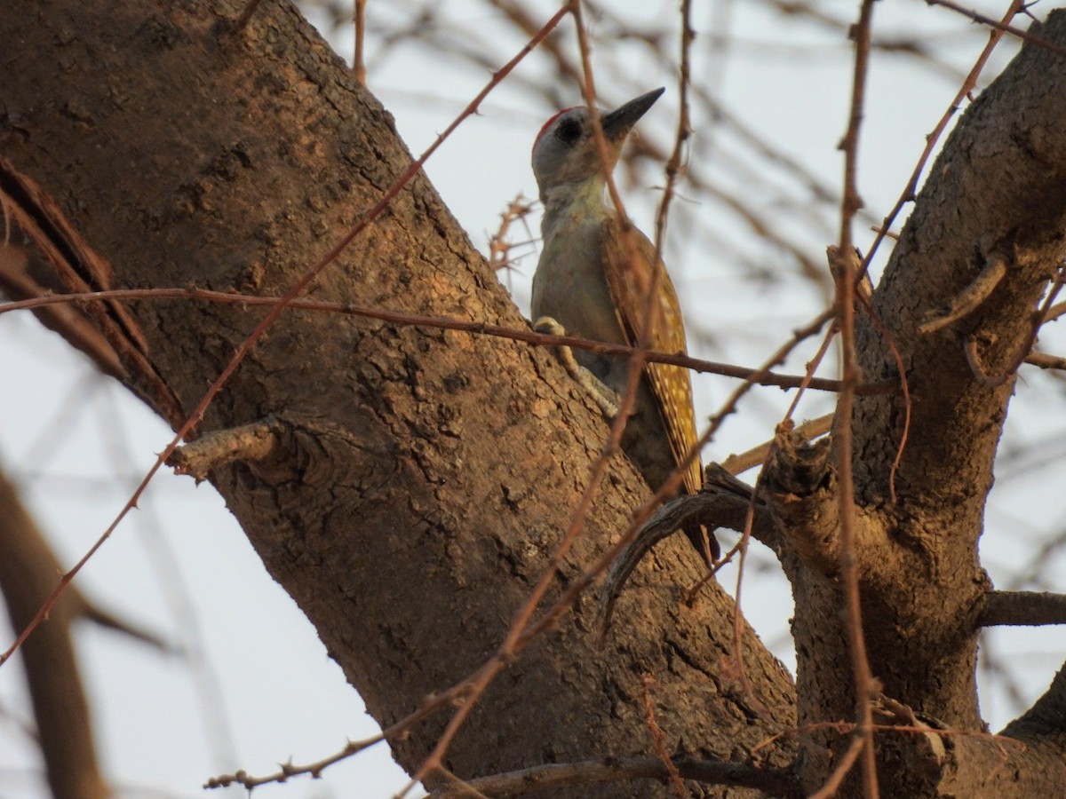 African Gray Woodpecker - ML619091586