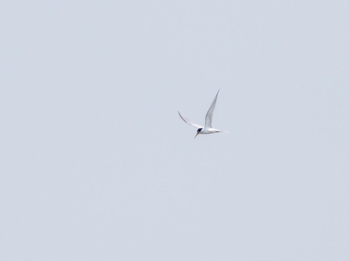 Little Tern - ML619091622