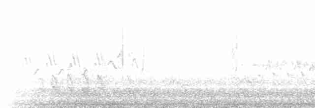 Дятел-смоктун білочеревий - ML619091624