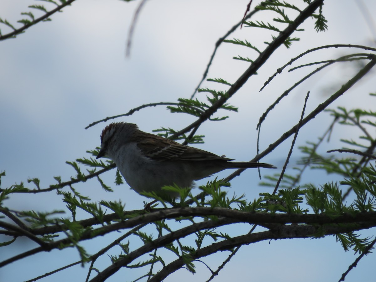 Chipping Sparrow - ML619091629