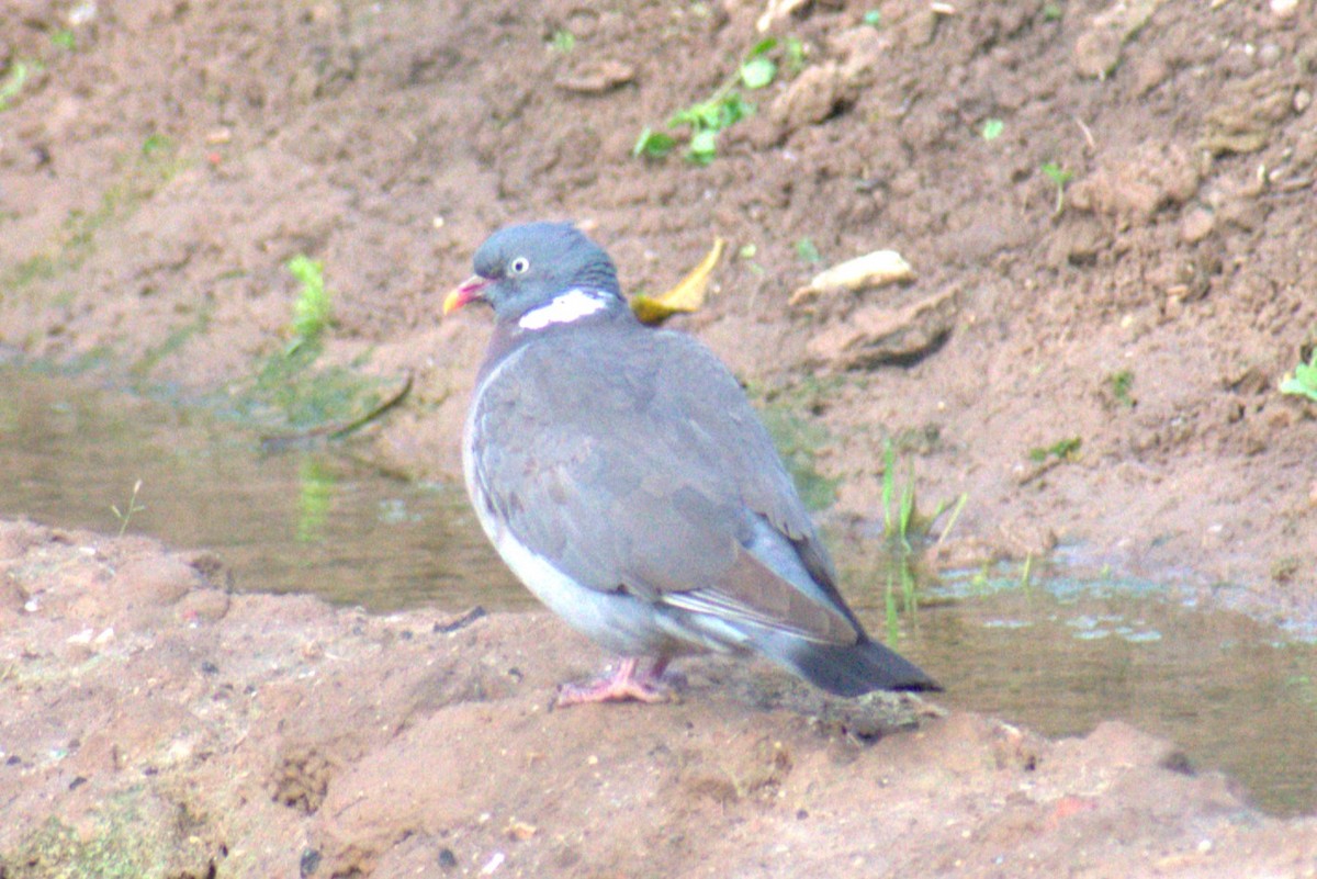 Common Wood-Pigeon - ML619091644