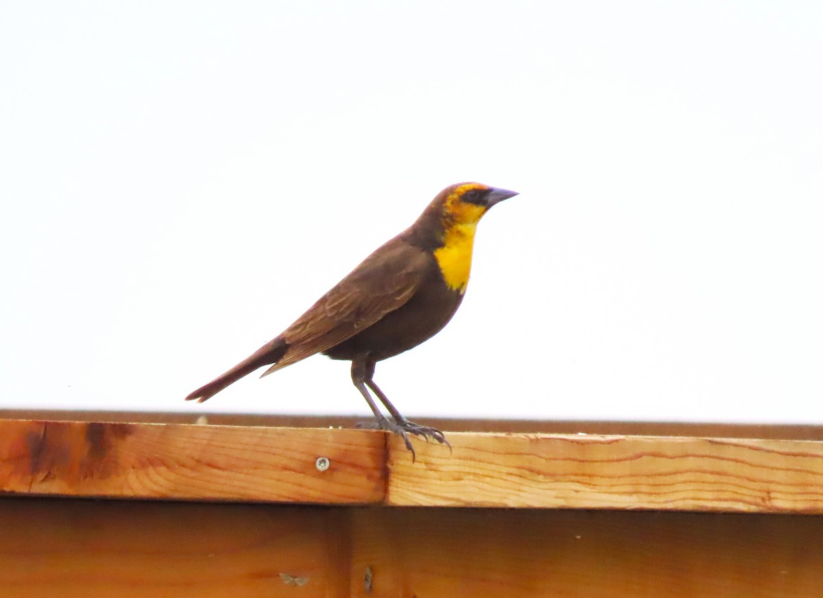 Yellow-headed Blackbird - ML619091699