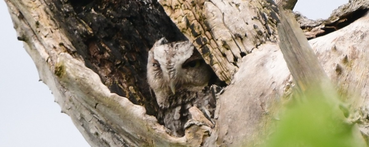 Eastern Screech-Owl - ML619091704