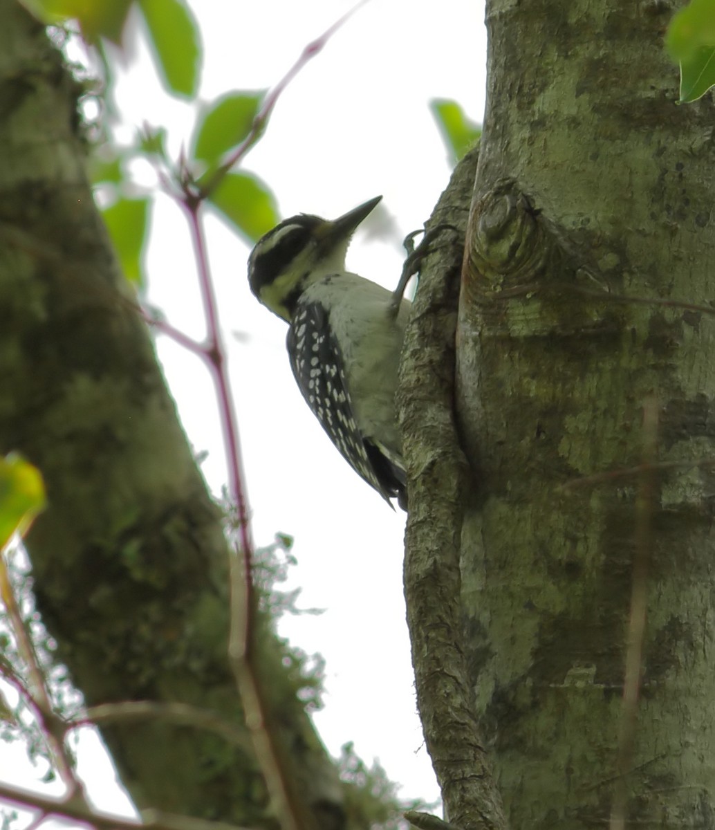 Hairy Woodpecker (Eastern) - ML619091723