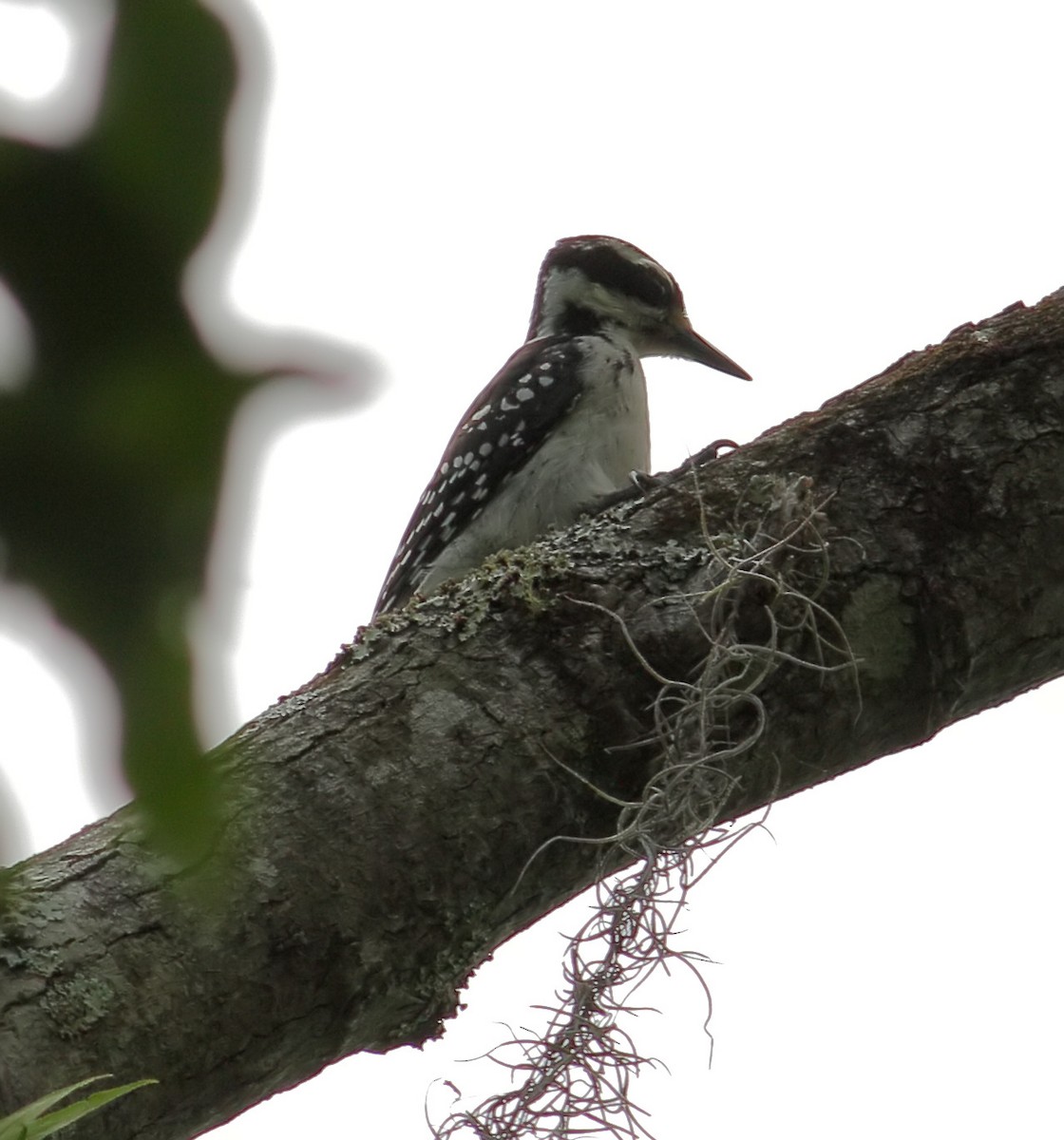 Hairy Woodpecker (Eastern) - ML619091725