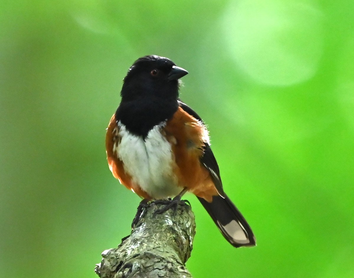 Spotted Towhee - ML619091732